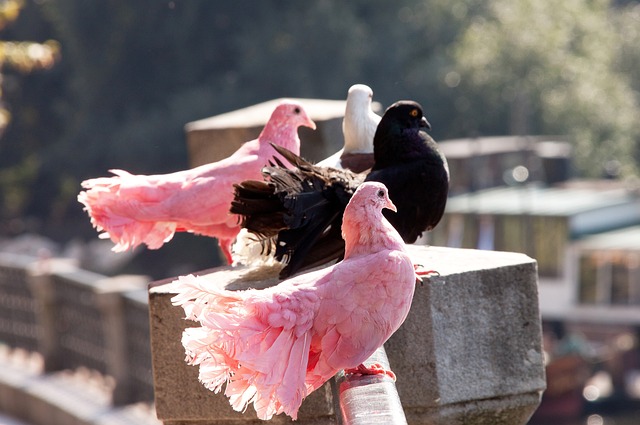 而是乌度卡 而是乌度卡
